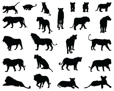 Black silhouettes of lions on a white backgroundのイラスト素材