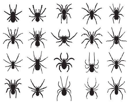 Black silhouettes of different spiders  on a white backgroundのイラスト素材