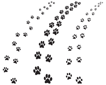 Black footprints of dogs, turning right or left, illustration on a white backgroundのイラスト素材