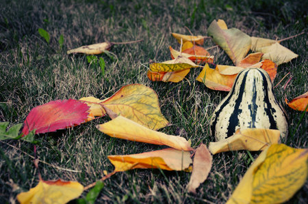 Colorful autumn leaves and pumpkin in the grassの写真素材