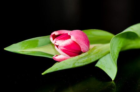 pink tulip on black backgroundの写真素材