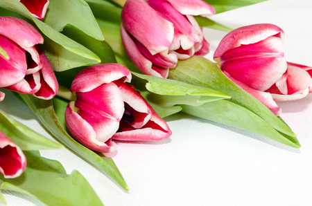 pink tulips on white backgroundの写真素材
