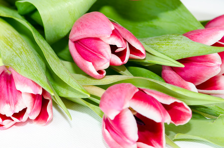 pink tulips on white backgroundの写真素材