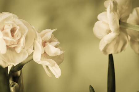 white daffodil on green background retro styleの写真素材