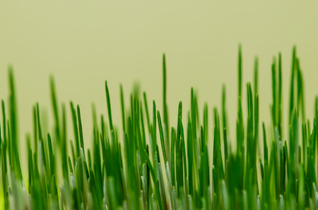 detail of green grass image
