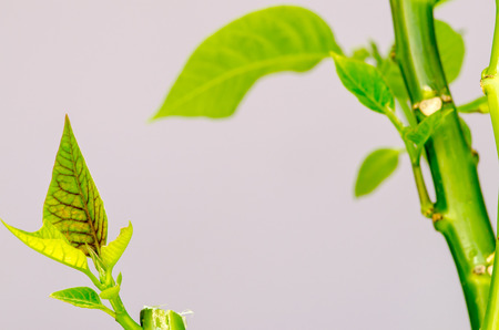 spring bright green leaves image