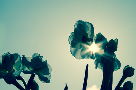 white daffodil and sunshine on blue sky cold tone