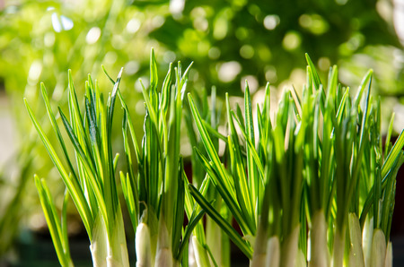 detail of green grass imageの写真素材