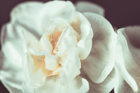 white daffodil macro detail image