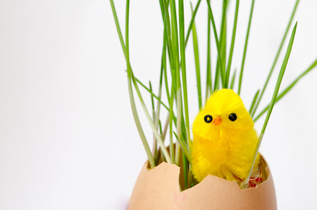 yellow easter chicken and egg