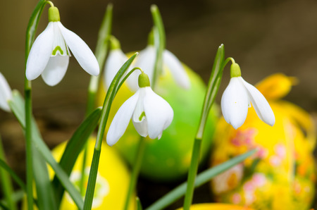 colorful easter eggs and white snowdropsの写真素材