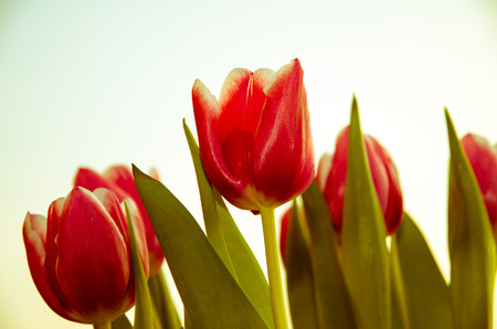 red tulips on white backgroundの写真素材