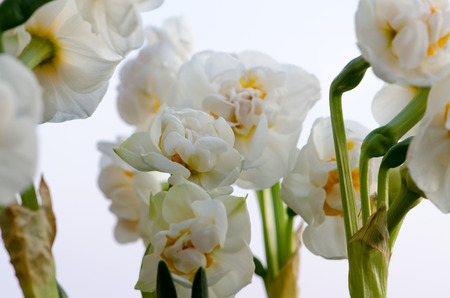 detail of white daffodil on white backgroundの写真素材