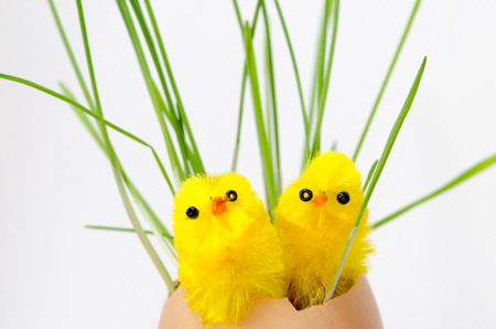 yellow easter chicken and egg