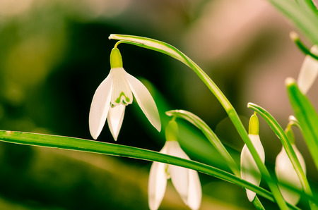 white snowdrop on green backgroundの写真素材