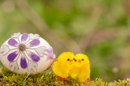 yellow easter chicken and colorful egg の写真素材
