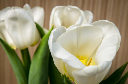 white tulip on wooden imageの写真素材