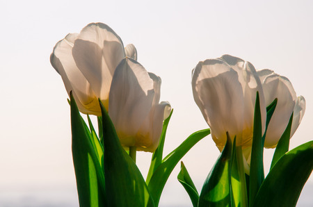 white tulip on white の写真素材