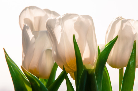 white tulip on white の写真素材
