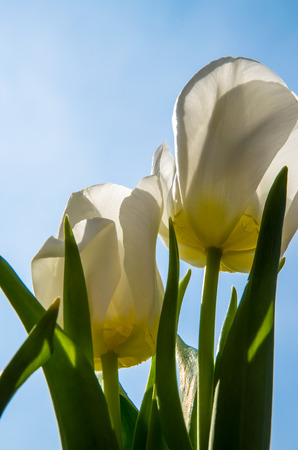 white tulip on blue の写真素材