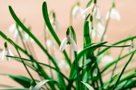 white snowdrop filtered effect imageの写真素材