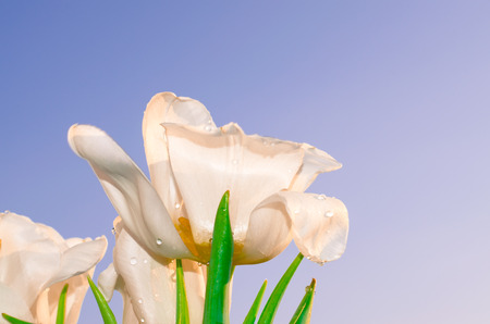 white tulip on blue background の写真素材