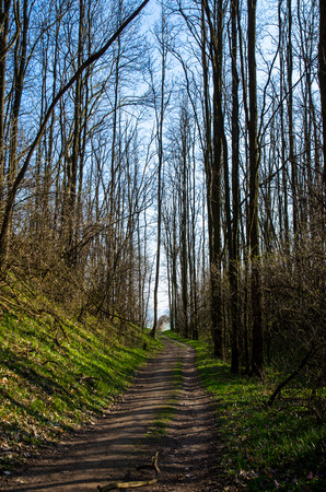 spring path in the wood and blue skyの写真素材