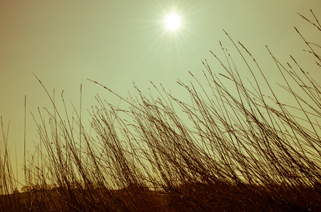grass and sunshine filtered effectの写真素材