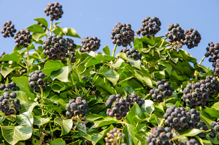 spring black berry fruit imageの写真素材