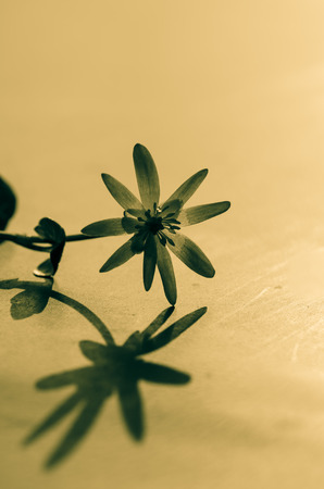 yellow flower and its shadow filtered effectの写真素材