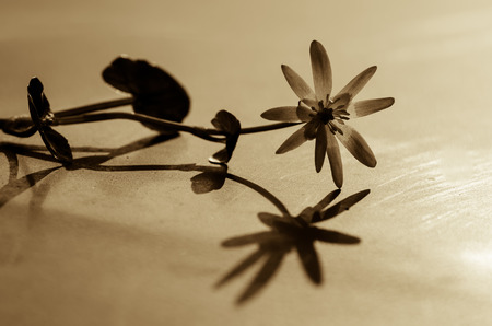 yellow flower and its shadow filtered effectの写真素材