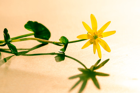 yellow flower and ist shadow detail macro imageの写真素材