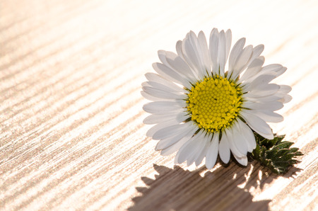 detail of daisy macro imageの写真素材