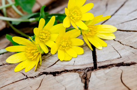 bunch of yellow kingcup flowers on wooden trunkの写真素材