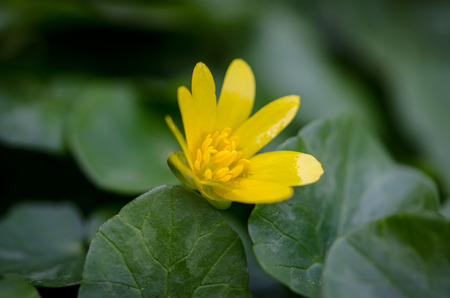detail of yellow kingcup flower on green backgroundの写真素材