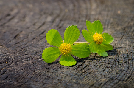 detail of green flower on wooden backgroundの写真素材