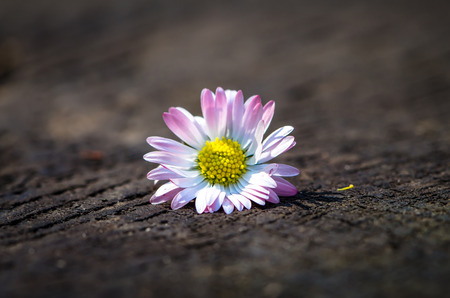 detail of white pink daisy on wooden background の写真素材
