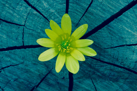 yellow kingcup flowers on wooden trunk retro effectの写真素材