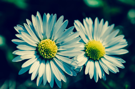 detail of white daisy on green background filtered effectの写真素材