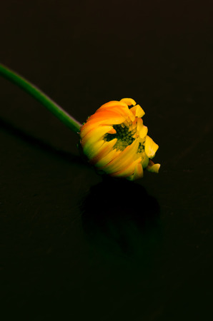 detail of yellow chrysanthemum flower budの写真素材