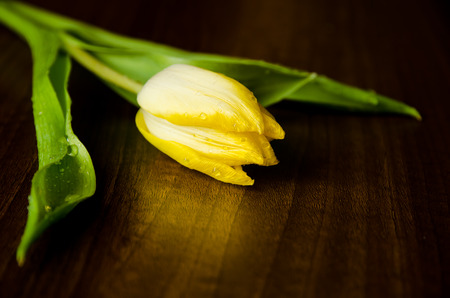 yellow tulip image on brown backgroundの写真素材