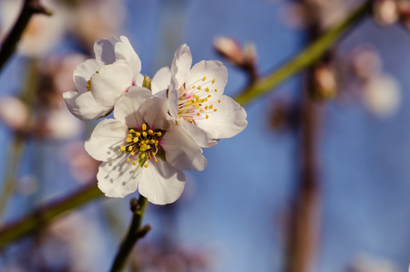 white spring blossoming flower backgroundの写真素材