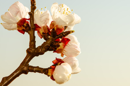 white spring blossoming flower backgroundの写真素材