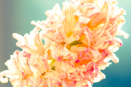 detail of pink hyacinth background