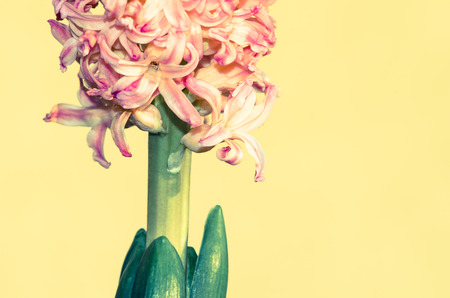 detail of pink hyacinth background retro effect