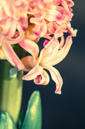 detail of pink hyacinth on dark background retro effectの写真素材