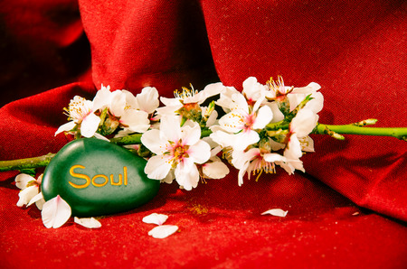 white spring blossoming flower and lava stone backgroundの写真素材