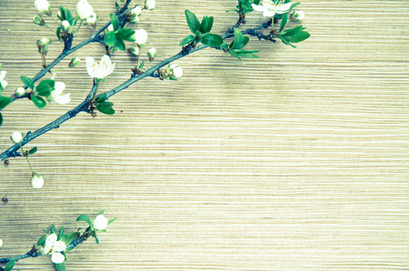 white spring blossoming flower background filtered retro effectの写真素材