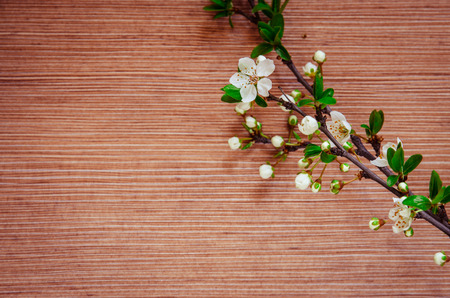 white spring blossoming flower background filtered retro effectの写真素材