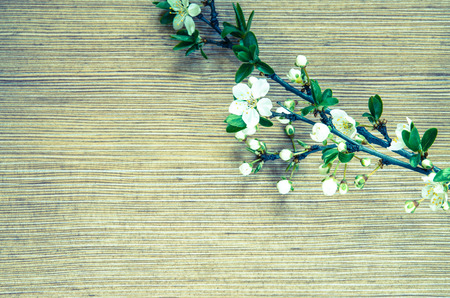 white spring blossoming flower background filtered retro effectの写真素材